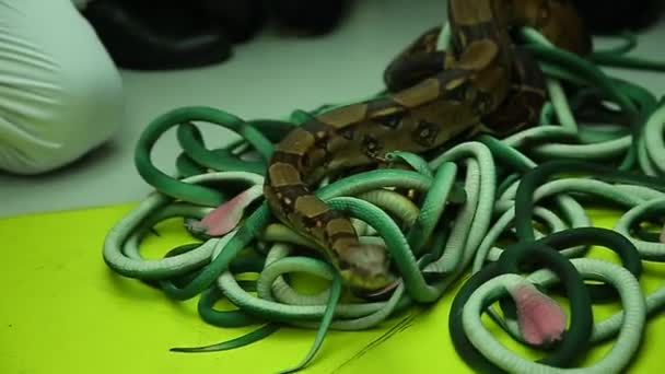 Los niños ponen una serpiente real con serpientes y juegan al lado del otro. El bitón produce la lengua de serpiente — Vídeo de stock