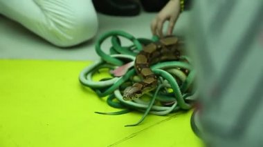 Çocuklar yılanlarla gerçek bir yılan koyar lar ve yan yana oyun oynarlar. Biton yılan dilini üretir.