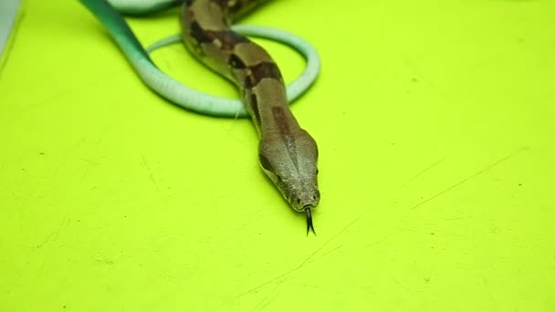 As crianças colocam uma verdadeira cobra com cobras e brincam lado a lado. A mordida produz a língua da cobra — Vídeo de Stock