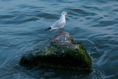 Denize bakan martı. Doğada denize yakın kaya üzerinde martı . Martı kayalık bir tepenin üzerinde duruyor. Pasifik Okyanusu Kıyısında Martı .