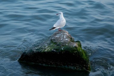 Denize bakan martı. Doğada denize yakın kaya üzerinde martı . Martı kayalık bir tepenin üzerinde duruyor. Pasifik Okyanusu Kıyısında Martı .