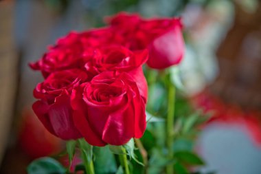 Kırmızı gül çiçekleri. Sevgililer festivali ve güzel bulanıklık buketi arka plan ile kırmızı gül çiçekler . 8 marc . Çok güzel Kırmızı güller çiçekler . Yumuşak kutu çekimi