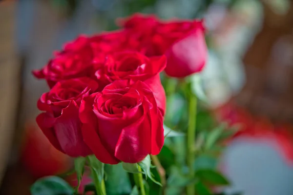 Fiori di rosa rossa. Fiori di rose rosse con festa di San Valentino e bellissimo sfondo bouquet di sfocatura. 8 marc. Fiori di rose rosse molto belli. Morbido box shot — Foto Stock