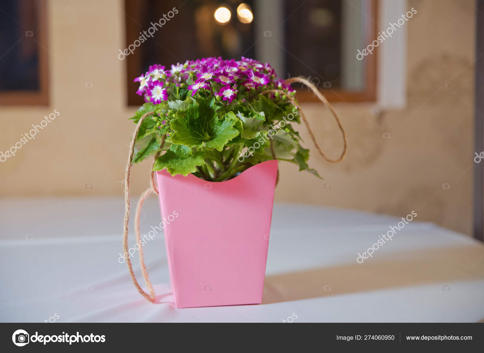 Flowers Purple And White Cineraria Magenta Asters Flowerbed Shallow Depth Of Field Purple Followers Bonteque Stock Photo Image By C Fotoqraf Tk Mail Ru 274060950