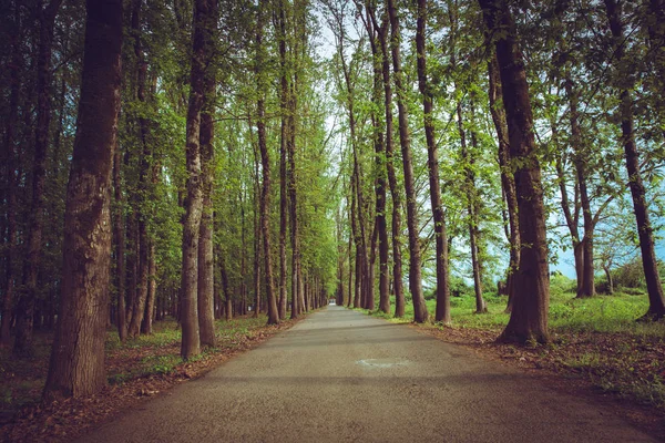 El camino de la máquina en el bosque. lado del campo espacio camino camino coche vacío. camino de coche de asfalto solitario vacío entre los árboles en el bosque ambiente natural al aire libre en tiempo fresco con colores verdes —  Fotos de Stock