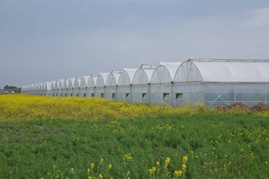 Seralar seralar çiçek ve bitkilerin cam fideleri dikim için yeşillik büyüyen flora doğası. Beyaz-yeşil seranın dış görünümü. Sarı güller çim .