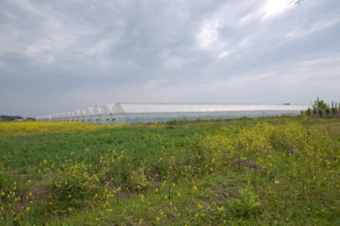 Seralar seralar çiçek ve bitkilerin cam fideleri dikim için yeşillik büyüyen flora doğası. Beyaz-yeşil seranın dış görünümü. Sarı güller çim .