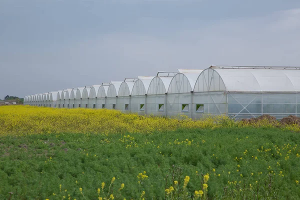 Seralar seralar çiçek ve bitkilerin cam fideleri dikim için yeşillik büyüyen flora doğası. Beyaz-yeşil seranın dış görünümü. Sarı güller çim .