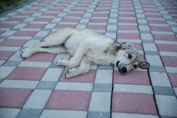 Um cão de templo dormindo para relaxar no chão. Jogue com o cão  . — Fotografia de Stock