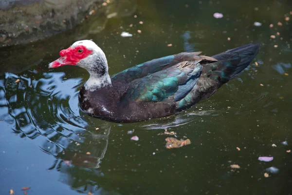 Moskitonte, Cairina moschata, Anatidae, Anseriformes. Sein Kopf ist eine weiße Ente. eine stumme Ente cairina moschata ruht mit ihren Küken auf einem Felsbrocken in der Mitte des Teiches . — Stockfoto