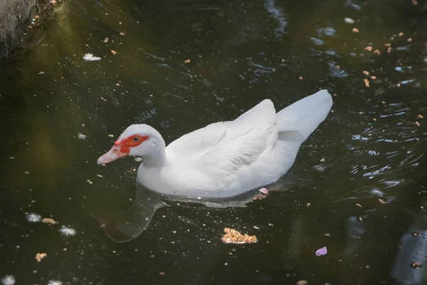 A cabeça dele é um pato branco. um pato mudo cairina moschata repousa sobre uma pedra no meio da lagoa com seus filhos.Pato Moscovo, Cairina moschata, Anatidae, Anseriformes — Fotografia de Stock