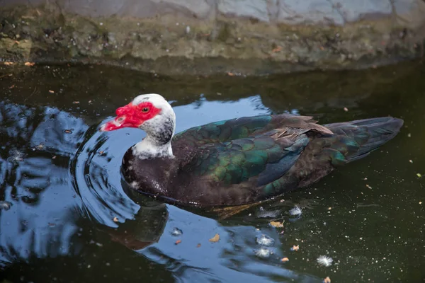 His head is a white duck. a mute duck cairina moschata rests on a boulder in the middle of the pond with his chicks .Muscovy duck, Cairina moschata, Anatidae, Anseriformes