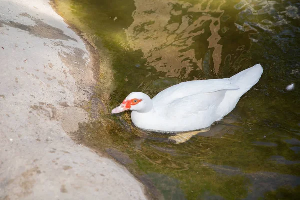 Pato Moscovo, Cairina moschata, Anatidae, Anseriformes. A cabeça dele é um pato branco. um pato mudo cairina moschata repousa sobre uma pedra no meio da lagoa com seus filhotes  . — Fotografia de Stock