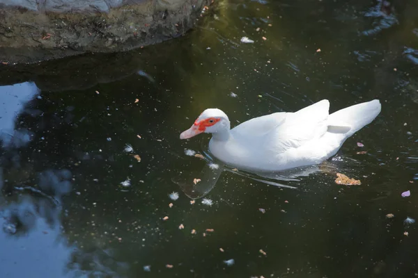 Jego głowa jest białą kaczkę. niemy kaczka Cairina moschata spoczywa na głaz w środku stawu z jego piskląt. Kaczka piżmowa, Cairina moschata, Anatidae, Anseriformes — Zdjęcie stockowe