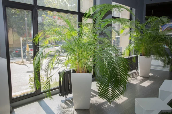Vazen op een rij. Groene bloempot naast het raam in de ochtend. Decoratieve Areca Palm. Indoor bloempotten planten, groot . — Stockfoto