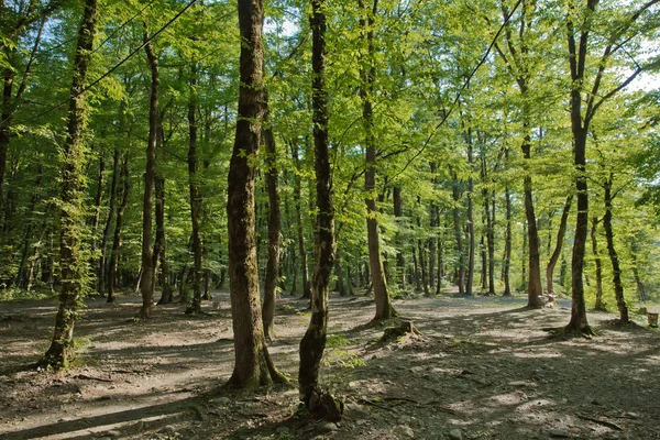Parque Nacional Soderasen en Azerbaiyán Ismayilli. Hermoso bosque verde en primavera. Árboles verdes delgados en el bosque. Un viejo musgo cubría el haya entre varios más jóvenes en un bosque de hayas . —  Fotos de Stock