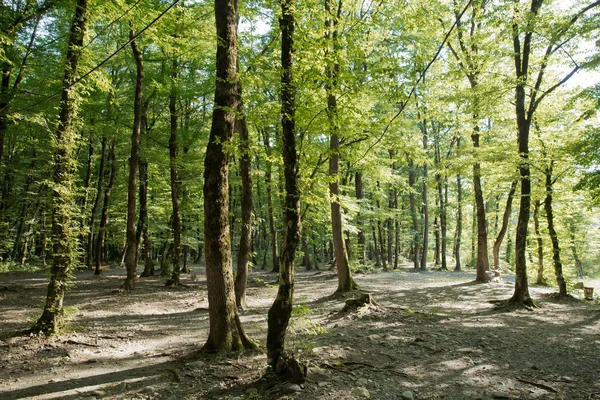 Parque Nacional Soderasen en Azerbaiyán Ismayilli. Hermoso bosque verde en primavera. Árboles verdes delgados en el bosque. Un viejo musgo cubría el haya entre varios más jóvenes en un bosque de hayas . —  Fotos de Stock