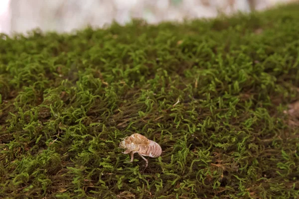 Fáze embrya má stejný vzhled jako dospělý, první embryonální jeviště bez křídel. Cicada prázdná skořápka. Ázerbájdžán. Růst cicady je úplný. — Stock fotografie