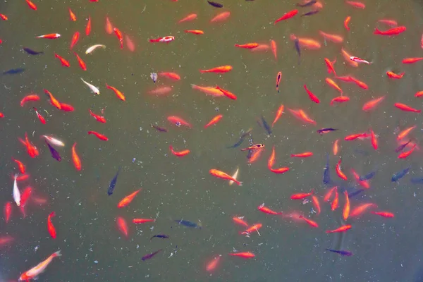 O peixe vermelho é um peixe. Incrível bonito vermelho-alaranjado colorido Koi peixe lago lagoa de água limpa para uso fundo e papel de parede. Imagem zoológica de peixes vermelhos mostrando  . — Fotografia de Stock