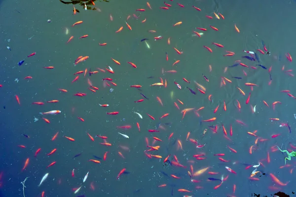El pez rojo es un pez. Increíble hermoso vívido rojo-naranja colorido Koi peces lago estanque de agua limpia para el fondo y el uso de fondo de pantalla. Imagen zoológica de peces rojos que muestran  . — Foto de Stock
