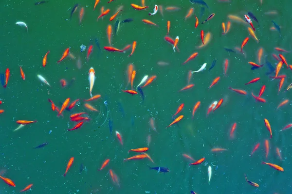 El pez rojo es un pez. Increíble hermoso vívido rojo-naranja colorido Koi peces lago estanque de agua limpia para el fondo y el uso de fondo de pantalla. Imagen zoológica de peces rojos que muestran  . — Foto de Stock