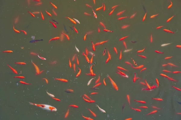 红鱼是一条鱼。惊人的美丽生动的红橙色五颜六色的Koi鱼清洁水塘湖的背景和壁纸使用。显示红鱼的动物图像 . — 图库照片