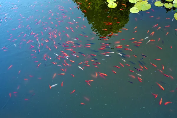 赤い魚は魚です。背景や壁紙の使用のための驚くほど美しい鮮やかな赤オレンジカラフルなカラフルな鯉魚きれいな水池湖.示す赤魚の動物学的画像 . — ストック写真