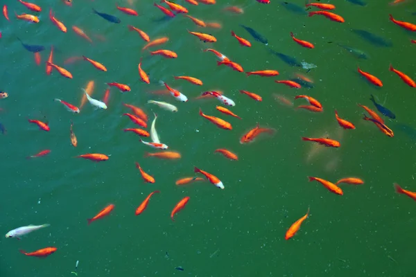 Červená ryba je ryba. Úžasné nádherné, jasně Rudé oranžově oranžové jezírko na rybníčku s vodou na pozadí a tapetu. Zoologický obraz červené ryby ukazující . — Stock fotografie