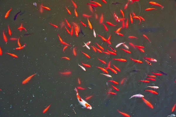 Increíble hermoso vívido rojo-naranja colorido Koi peces lago estanque de agua limpia para el fondo y el uso de fondo de pantalla. Imagen zoológica de peces rojos mostrando. El pez rojo es un pez . —  Fotos de Stock