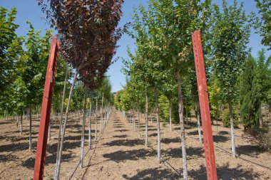 Baharda bir şehir parkında genç huş. Güzel meyve bahçesinde erik ağaçlarının Hattı . Her iki tarafta da üst üste güzel bir meyve bahçesi. Genç ağaçların meyve bahçesi. Bahçede yetişen küçük ağaçlar grubu .