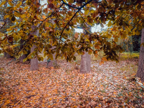 Fondo de coloridas hojas de otoño en el suelo del bosque. Hojas abstractas de otoño en otoño adecuadas como fondo. Hojas de otoño en un prado —  Fotos de Stock