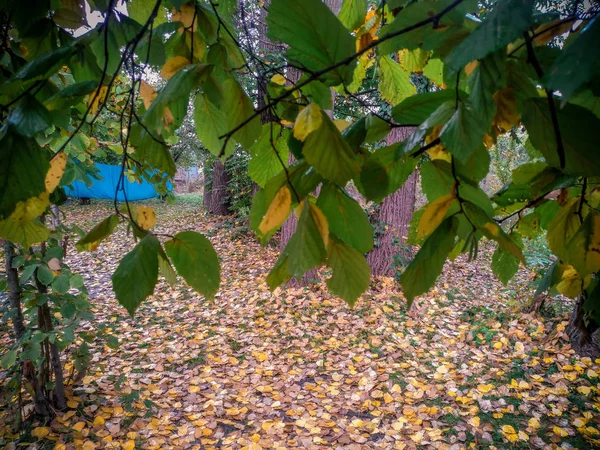 Bakgrund av färgglada höstlöv på skogsgolvet. Abstrakta höstlöv på hösten lämpar sig som bakgrund. Höstlöv på en äng — Stockfoto