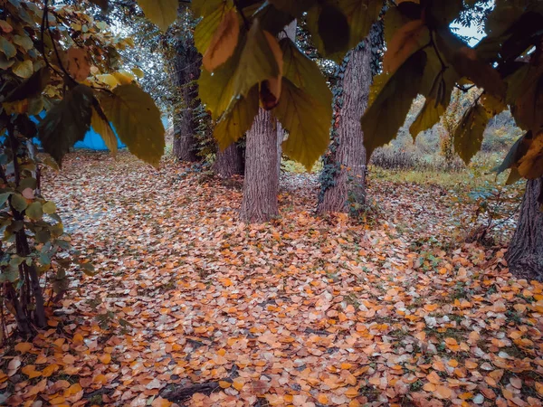 Fundo de folhas de outono coloridas no chão da floresta. Outono abstrato folhas no outono adequado como fundo. Folhas de outono em um prado — Fotografia de Stock