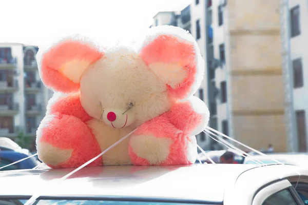 Ładny Miś siedzi na panoramicznym dachu samochodu. różowy niedźwiedź na dachu samochodu . — Zdjęcie stockowe