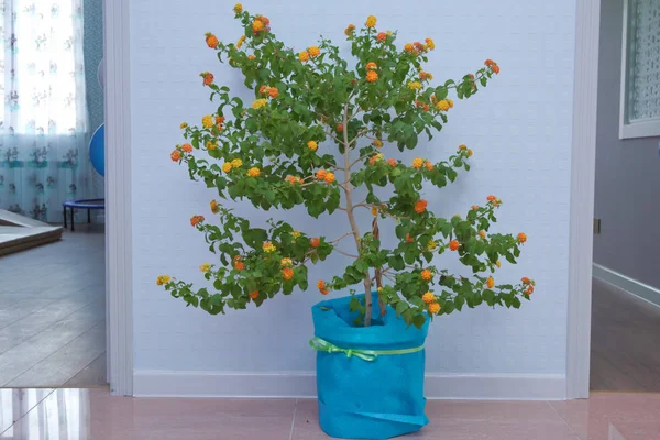 Mooie bloem in een pot met bloemen. Pot van gele bloem blauwe bloempot over een witte achtergrond . — Stockfoto