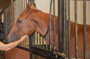 Halkın eli, senin elinle atın namlusuna dokunur. İnsanların ve hayvanların güveni ve dostluğu. Ellerin atın başına değecek. Ellerin atın burnuna değecek. Odaklan. .
