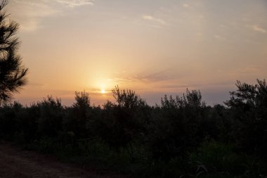 Gün batımında gökyüzüne karşı siyah ağaç silueti. Yaz akşamında güzel bir gün batımı. Ağaçların arkasında gün batımı .