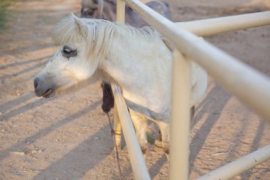 Taylandlılar ve yabancılar için ahırda duran cüce at hayvan çiftliğini gezip ziyaret ediyor. Bir cüce at izliyor. Midilli Mini Cüce Atı, çimlerin üzerinde dur. .