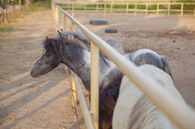 Taylandlılar ve yabancılar için ahırda duran cüce at hayvan çiftliğini gezip ziyaret ediyor. Bir cüce at izliyor.