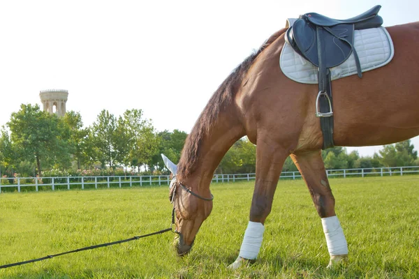 Una sella sul cavallo. un pezzo bianco sulla testa e sull'orecchio del cavallo. cavalli da corsa in un campo o paddock al pascolo su erba verde in un allevamento di stalloni che alleva per l'industria delle corse  . — Foto Stock