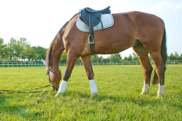 Una silla de montar en el caballo. una pieza blanca en la cabeza y la oreja del caballo. caballos de carreras en un campo o potrero pastando en hierba verde en una granja de sementales que se reproduce para la industria de carreras  . —  Fotos de Stock