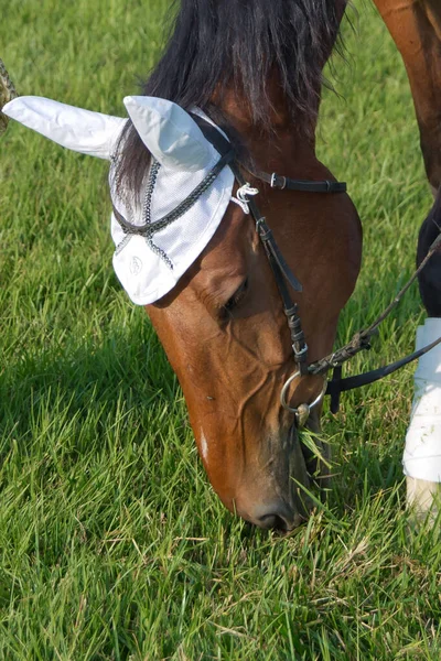 Una sella sul cavallo. un pezzo bianco sulla testa e sull'orecchio del cavallo. cavalli da corsa in un campo o paddock al pascolo su erba verde in un allevamento di stalloni che alleva per l'industria delle corse  . — Foto Stock