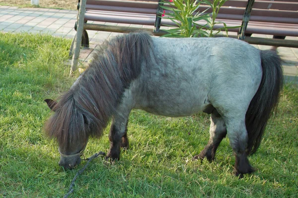 Brown dwarf horse eating grass in the farm .Miniature horse or Dwarf horse Pony is eating fresh green grass inside the ranch in the countryside of Azerbaijan . Miniature Horse eat grass.