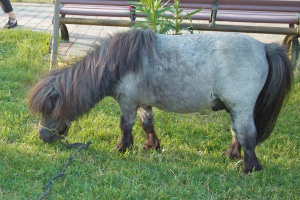 Caballo enano marrón comiendo hierba en la finca. Caballo miniatura o caballo enano Pony está comiendo hierba verde fresca dentro del rancho en el campo de Azerbaiyán. Caballo miniatura comer hierba . —  Fotos de Stock