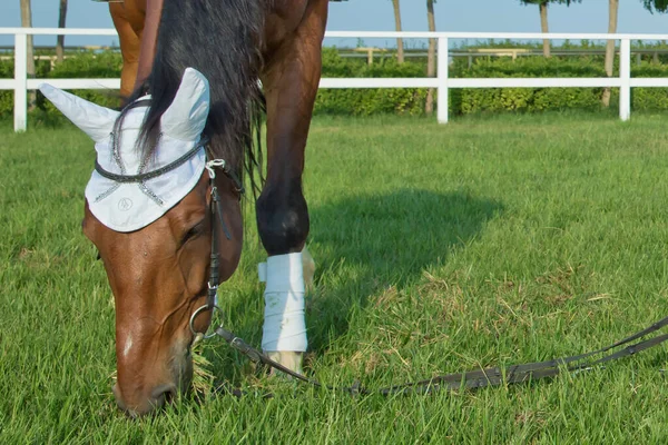 Een zadel op het paard. een wit stuk op het hoofd en oor van het paard. race paarden in een veld of paddock grazen op groen gras op een stud boerderij die rassen voor de race-industrie . — Stockfoto