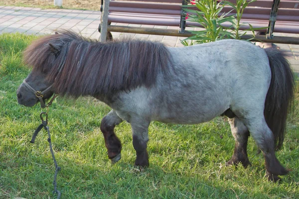 在阿塞拜疆农村的农场里，矮小的马或矮小的马小马正在吃新鲜的绿草。 迷你马吃草. — 图库照片