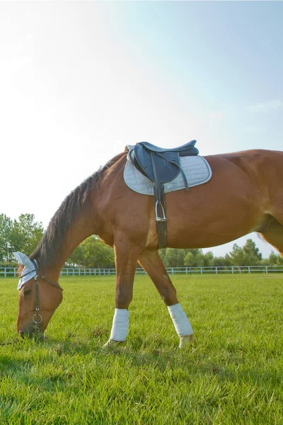 Una silla de montar en el caballo. una pieza blanca en la cabeza y la oreja del caballo. caballos de carreras en un campo o potrero pastando en hierba verde en una granja de sementales que se reproduce para la industria de carreras  . —  Fotos de Stock