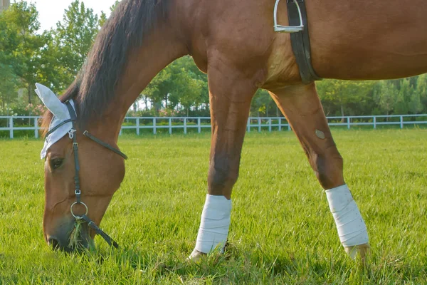 Una silla de montar en el caballo. una pieza blanca en la cabeza y la oreja del caballo. caballos de carreras en un campo o potrero pastando en hierba verde en una granja de sementales que se reproduce para la industria de carreras  . —  Fotos de Stock
