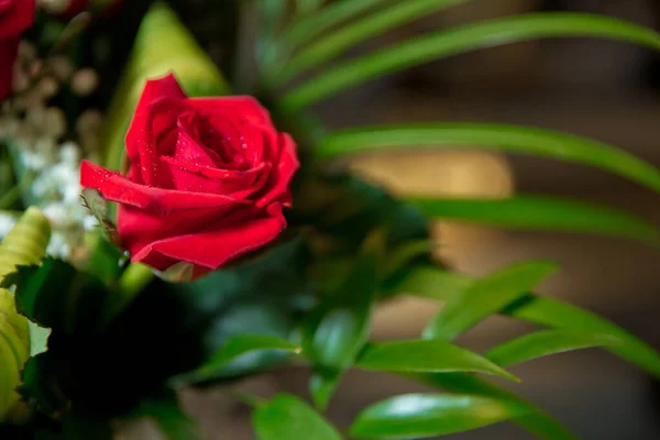 Bellissimo fiore di rosa rossa per San Valentino. Rosa rossa con goccioline d'acqua. Gocce d'acqua sulla rosa.La metà di una rosa rossa con gocce d'acqua sui petali. Da vicino, sfondo floreale — Foto Stock