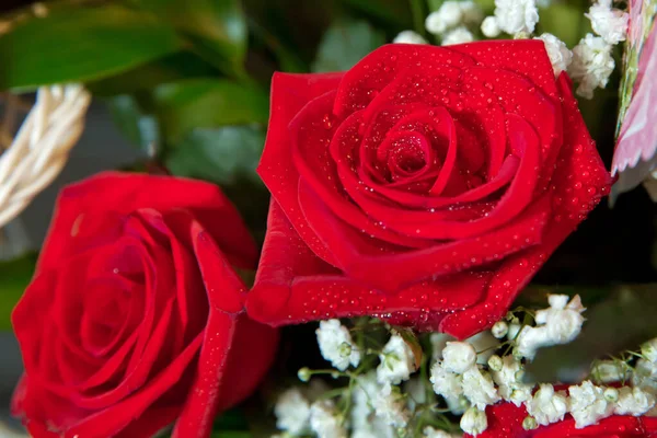 Immagine di bellissimo sfondo rosa rossa, fiore fresco con gocce di rugiada sui petali, sfondo floreale astratto, foto in stile retrò, biglietto di auguri per il giorno del matrimonio, regalo di San Valentino, concetto di amore — Foto Stock